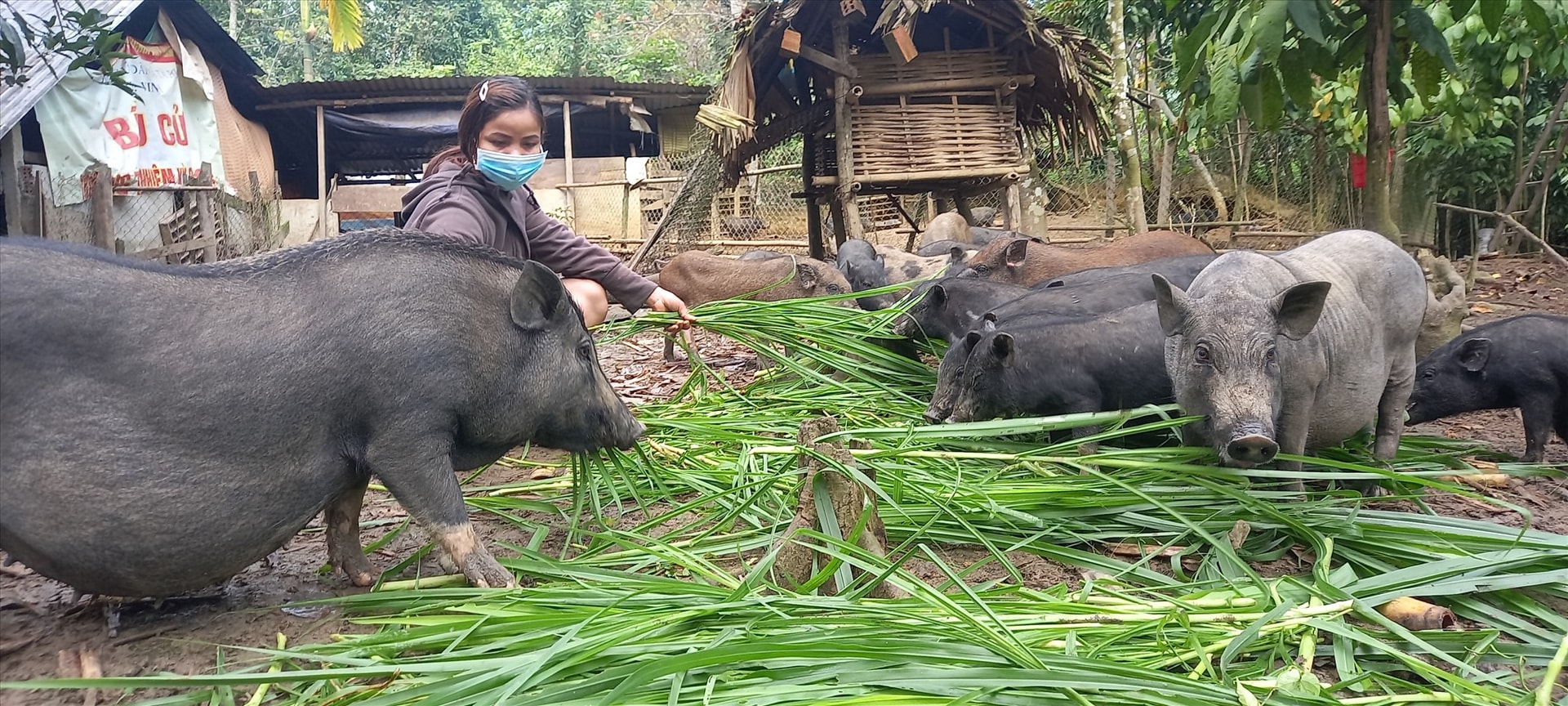 Nhiều hộ dân phát triển mô hình nuôi heo đen bản địa mang lại thu nhập cao.