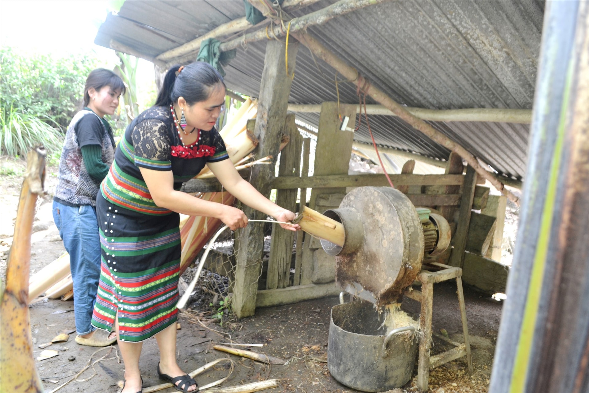 Băm thân cây chuối để trộn cho heo ăn. Ảnh: C.T