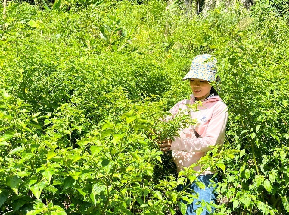 Người dân địa phương nhân rộng việc trồng ớt A riêu, sản vật bản địa của núi rừng Mà Cooih. Ảnh: KK