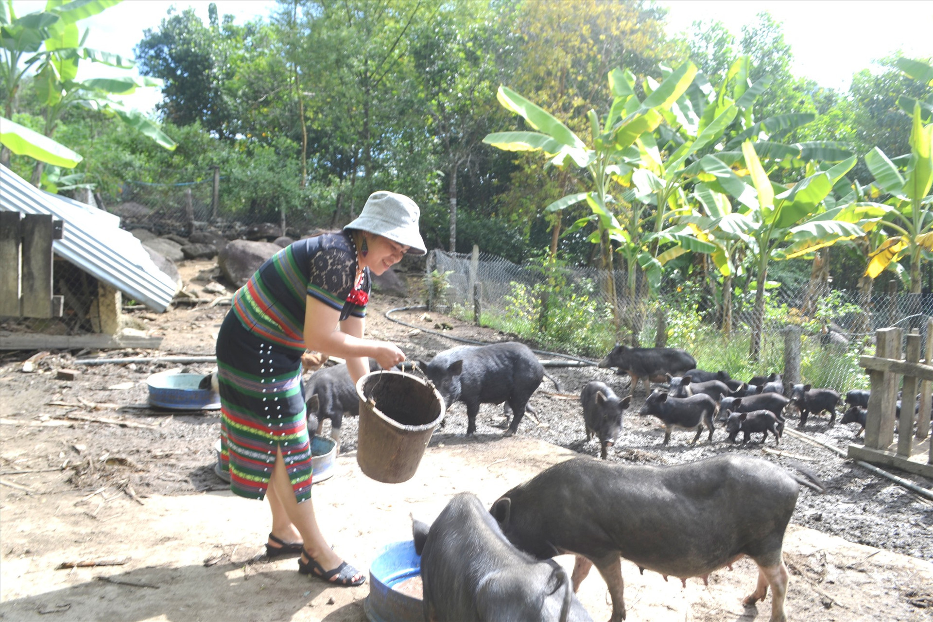 Xã Mà Cooih có nhiều hộ dân thực hiện mô hình nuôi heo cỏ địa phương. Ảnh: KK