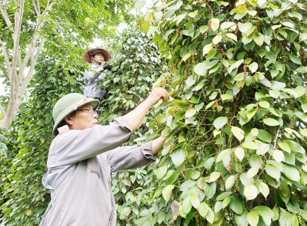 Những năm gần đây, người dân Quế Sơn đầu tư phát triển mạnh mô hình kinh tế vườn và hiệu quả mang lại khá cao. Ảnh: N.P