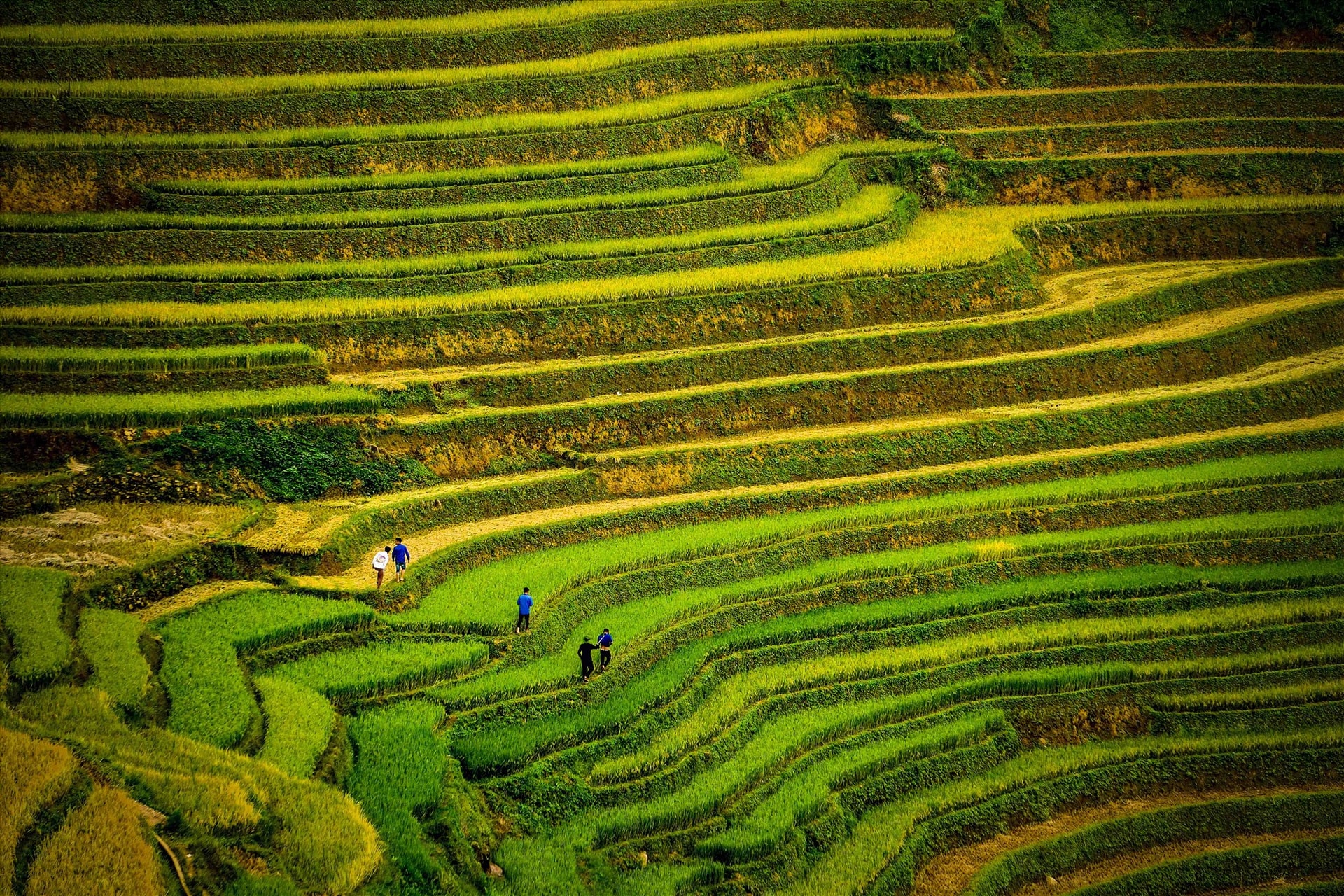 Do địa hình đồi núi cao và đặc thù khí hậu nên một năm chỉ gieo trồng một vụ lúa.