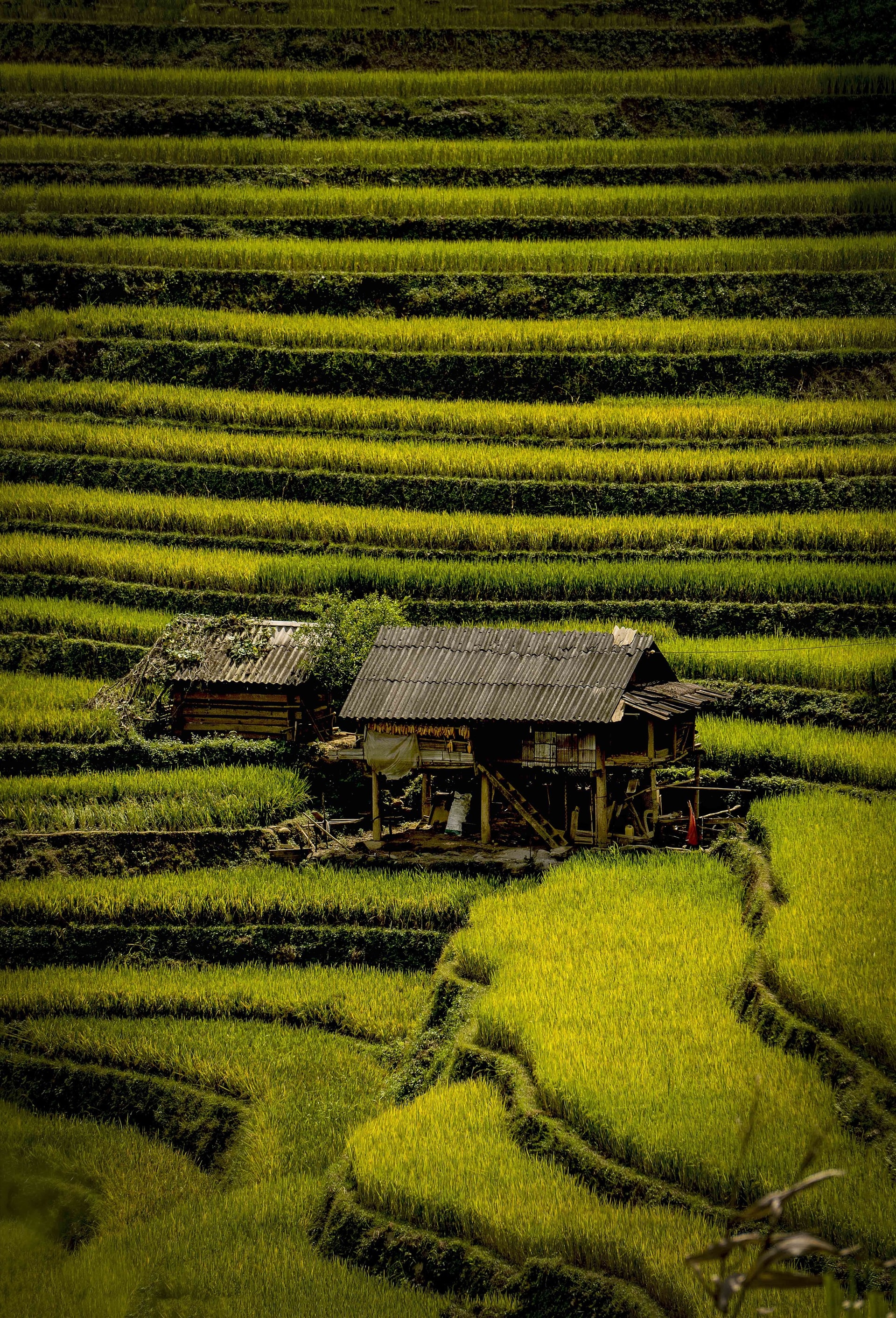 Chân ruộng là nhà.