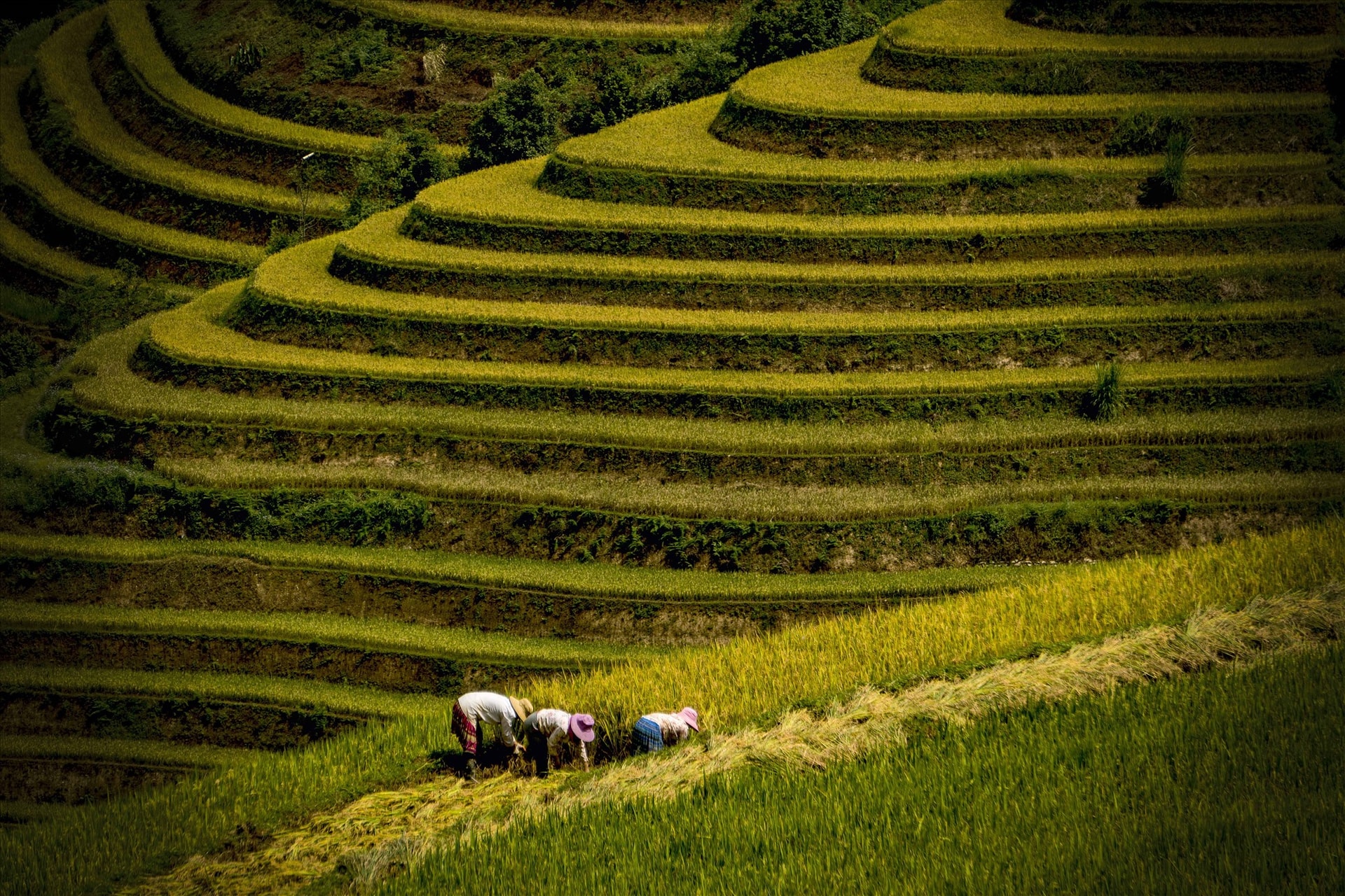 Đồng bào Mông đang vào vụ gặt.