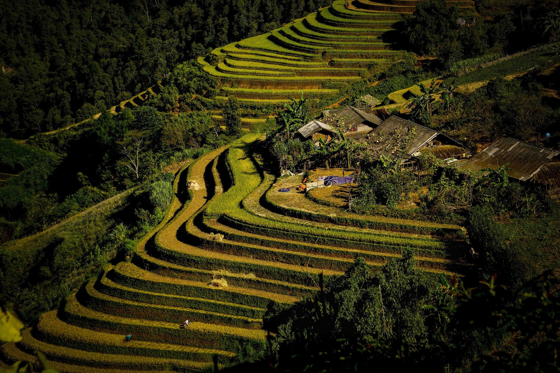 Những chân ruộng bậc thang không xa vườn nhà.