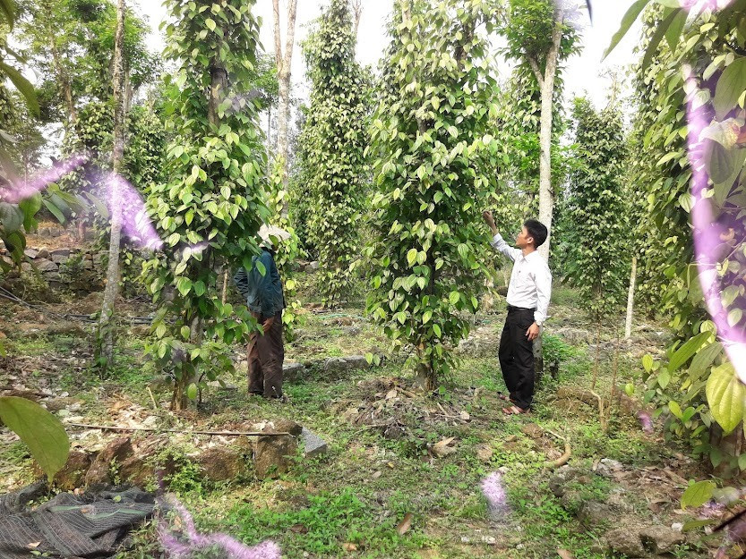 Nhiều mô hình kinh tế vườn của nông dân Tiên Phước cho hiệu quả cao.