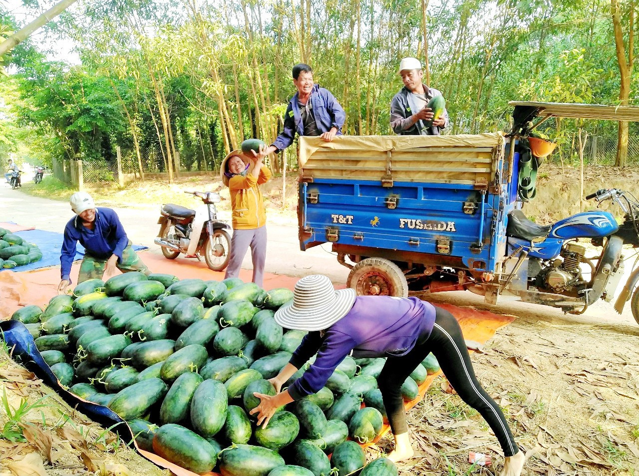 Mô hình trồng dưa hấu ở huyện Phú Ninh cho giá trị kinh tế cao. Ảnh: PV