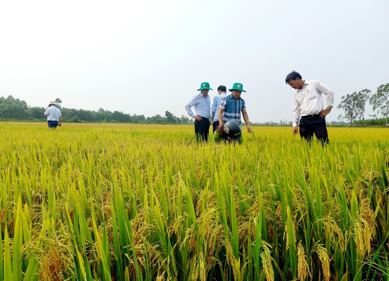 Quế Sơn triển khai mô hình liên kết sản xuất lúa thương phẩm tại thị trấn Hương An. Ảnh: DUY THÁI