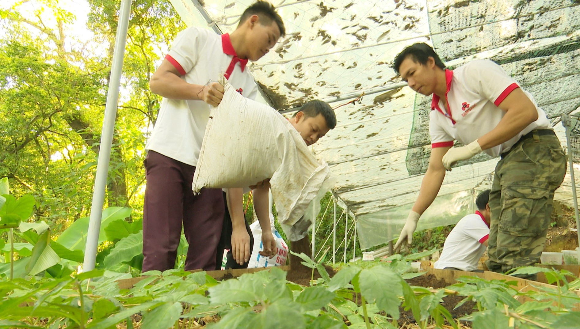 Huyện Nam Trà My chủ động nguồn cây giống sâm Ngọc Linh phục vụ sản xuất.  Ảnh: PV