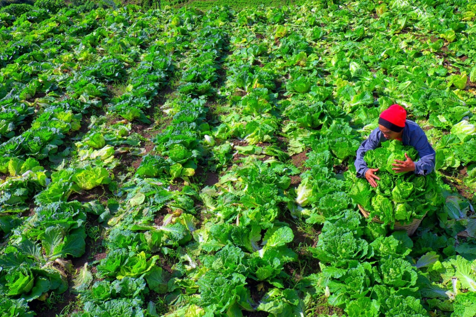 Biến đổi khí hậu đang ảnh hưởng đến sản xuất nông nghiệp toàn cầu. Ảnh: AFP