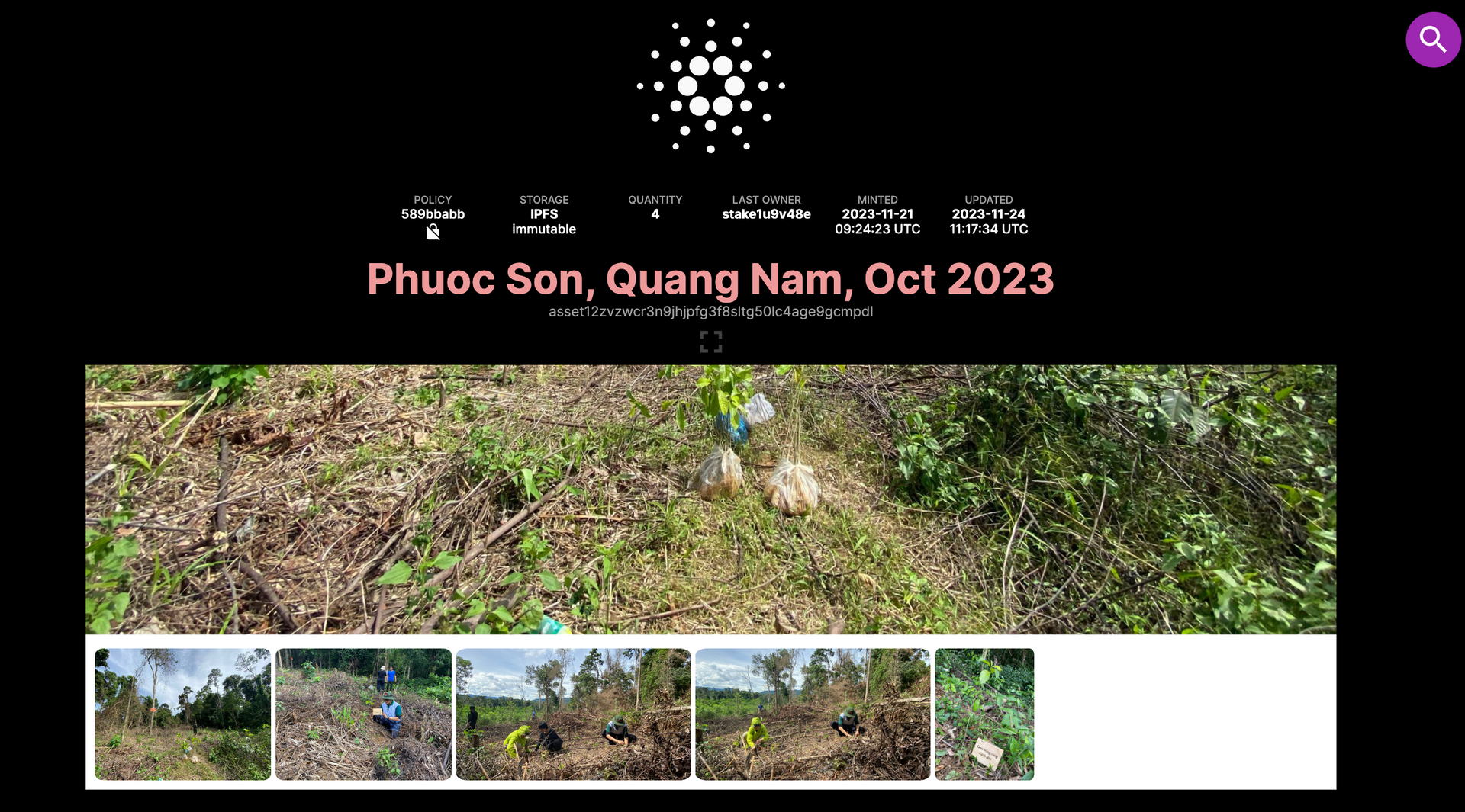 Hình ảnh dự án trồng rừng ở Phước Sơn. Ảnh: PHAN VINH