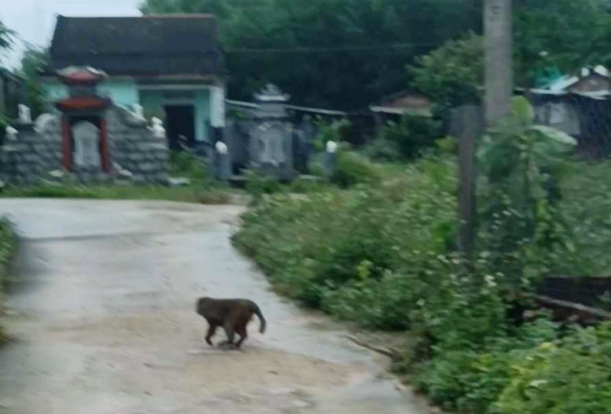Một trong những con khỉ xuất hiện tại địa bàn thôn Phước Chánh (xã Quế Mỹ, Quế Sơn).   Ảnh: CTV