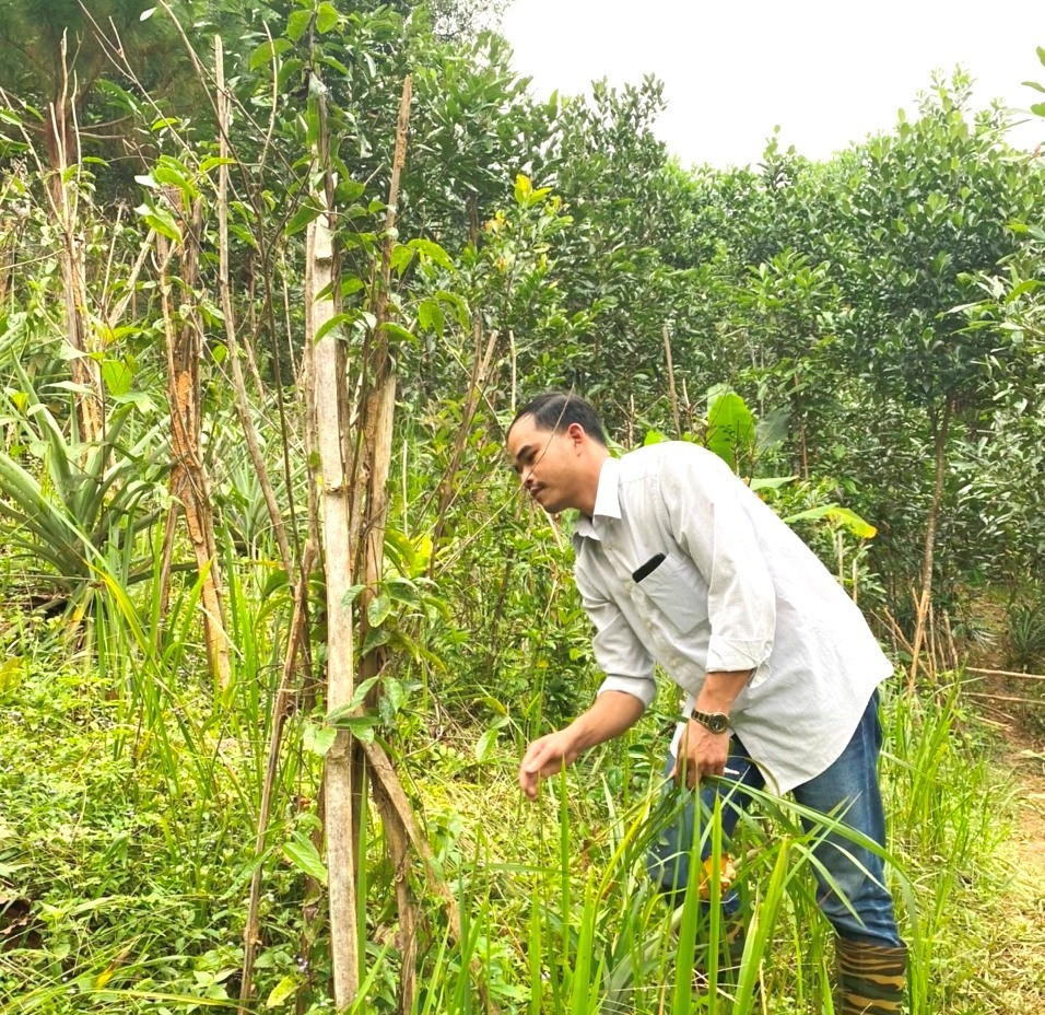 Người dân Đông Giang trồng xen cây ba kích tím mang lại hiệu quả kinh tế. Ảnh: CT