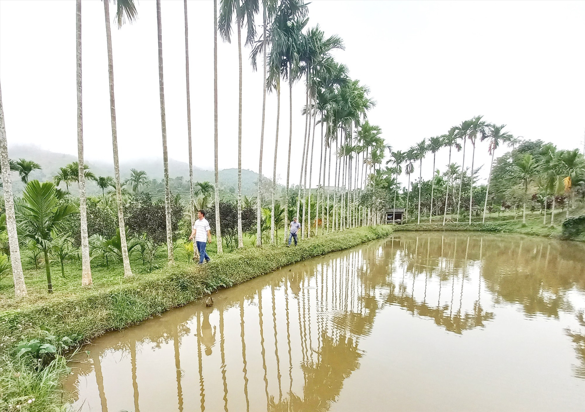 Khu vườn rộng khoảng 1ha của hộ ông Phan Thanh Bình (thôn Ban Mai, xã Ba) được cải tạo nuôi cá, trồng 1.000 cây cau, hàng trăm cây dừa và nhiều loại cây ăn quả. Ảnh: KK