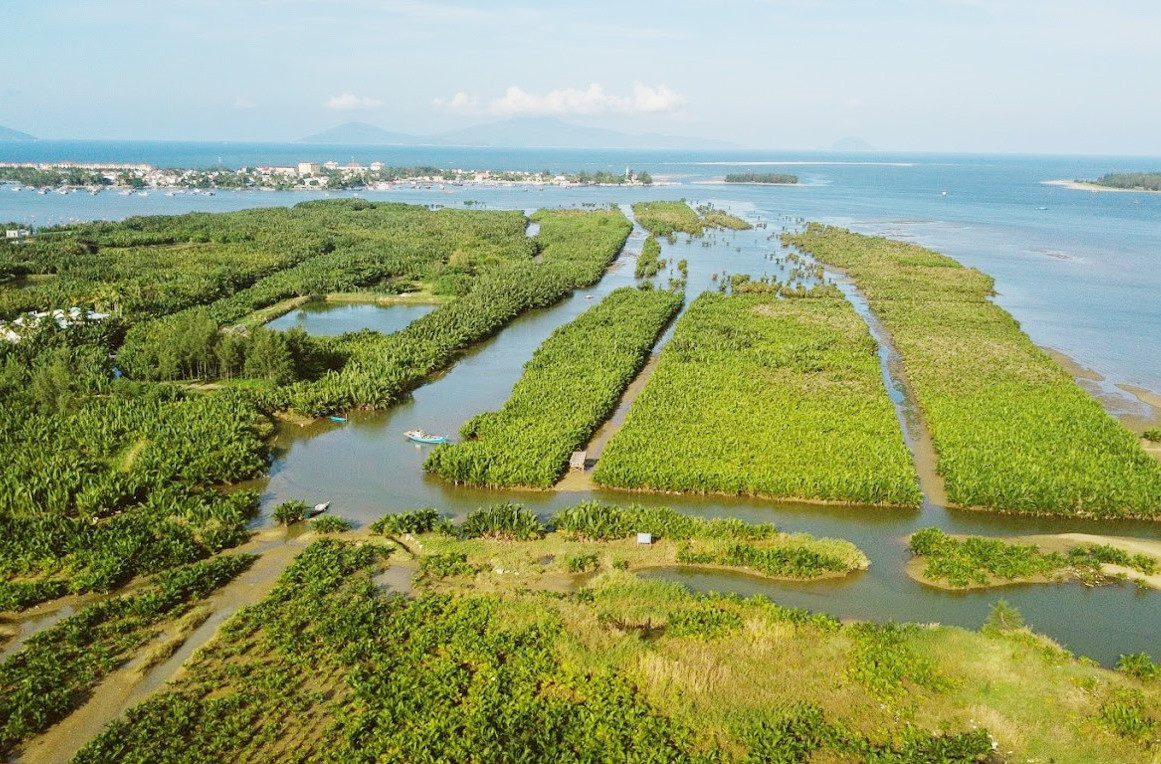 Rừng dừa nước và thảm cỏ biển tại thôn Thanh Tam, Cẩm Thanh, nơi thiết lập Khu duy trì nguồn giống thủy sản. Ảnh: QH