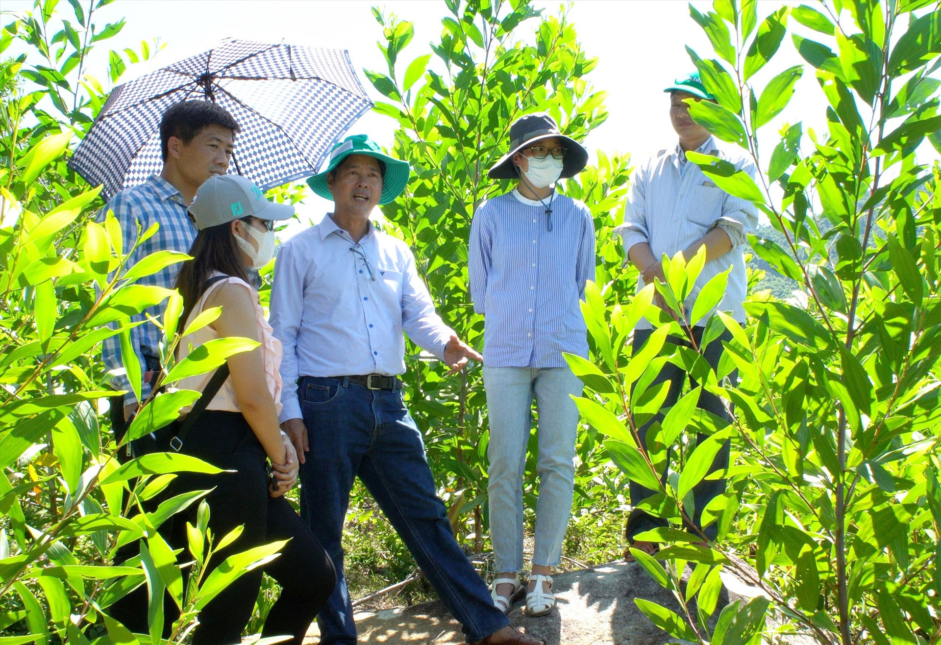Huyện Nông Sơn khuyến khích người dân tham gia trồng rừng gỗ lớn. Ảnh: M.T
