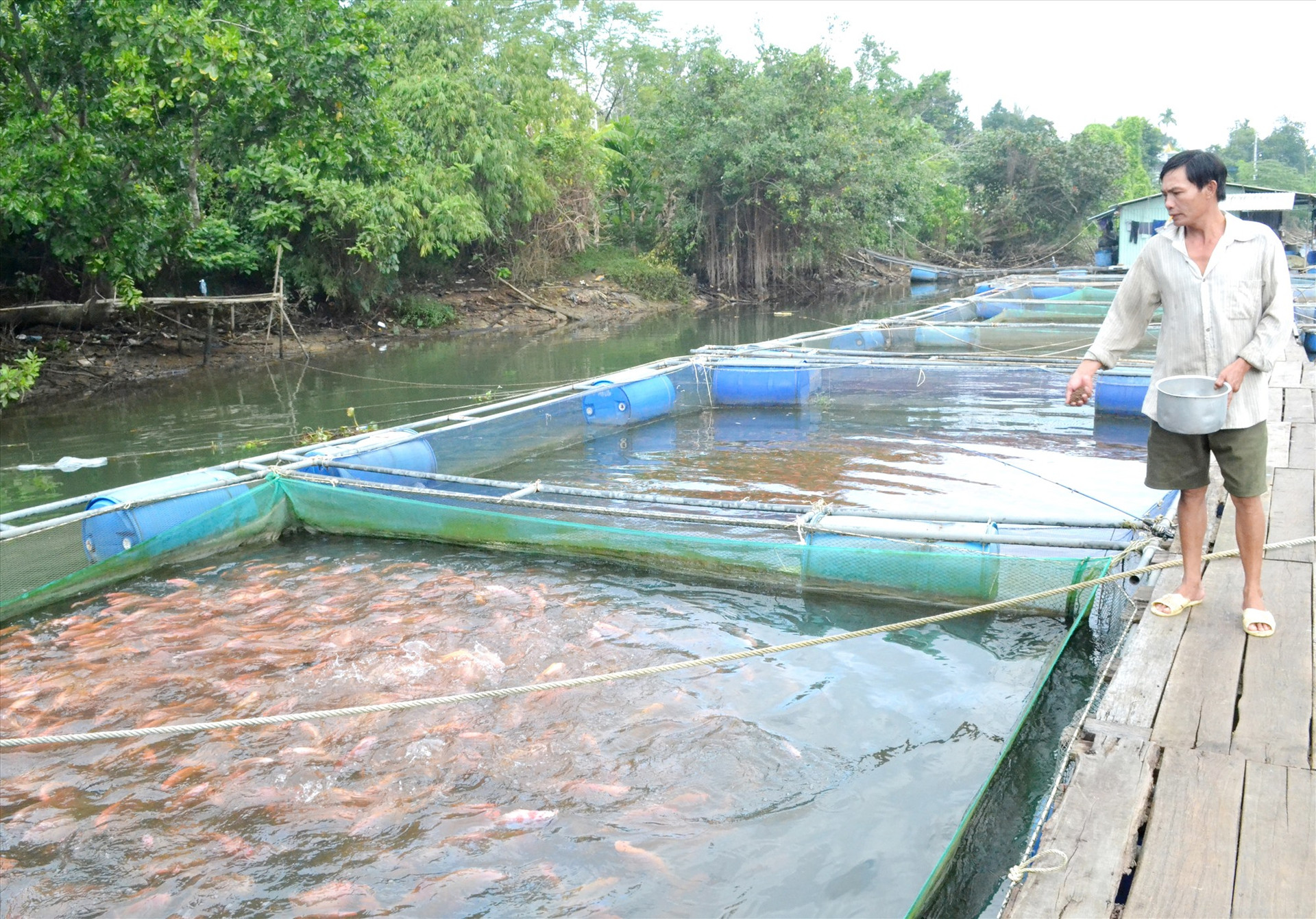 Ông Nguyễn Út (ở phường An Sơn, TP.Tam Kỳ) nuôi 8 lồng cá điêu hồng trái vụ để bán dịp tết với kỳ vọng thu lãi lớn. Ảnh: Q.VIỆT