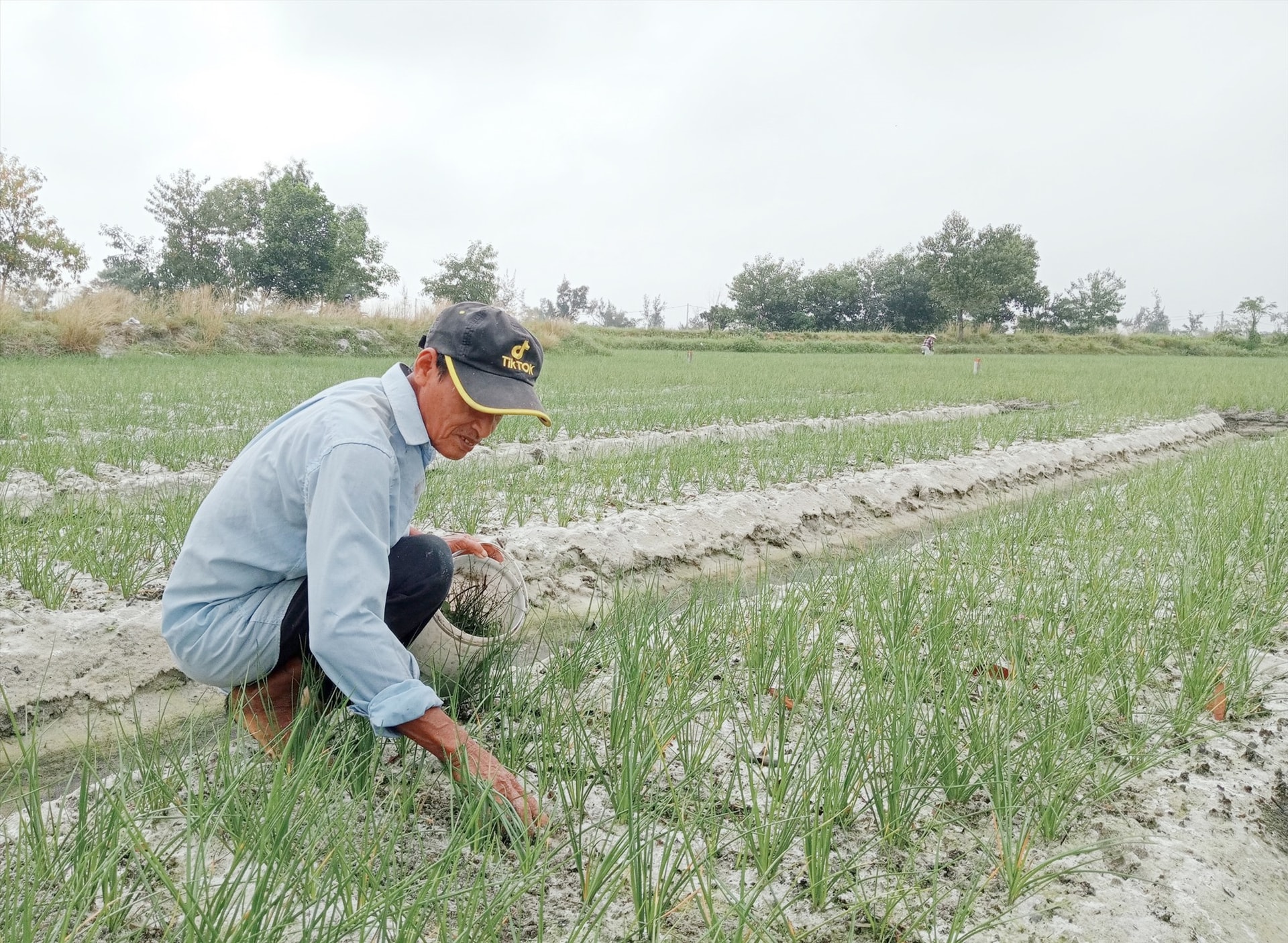 Ông Lê Tấn Bảo (tổ 4, thôn Tất Viên) chăm sóc ruộng kiệu để bán dịp tết. Ảnh: T.N