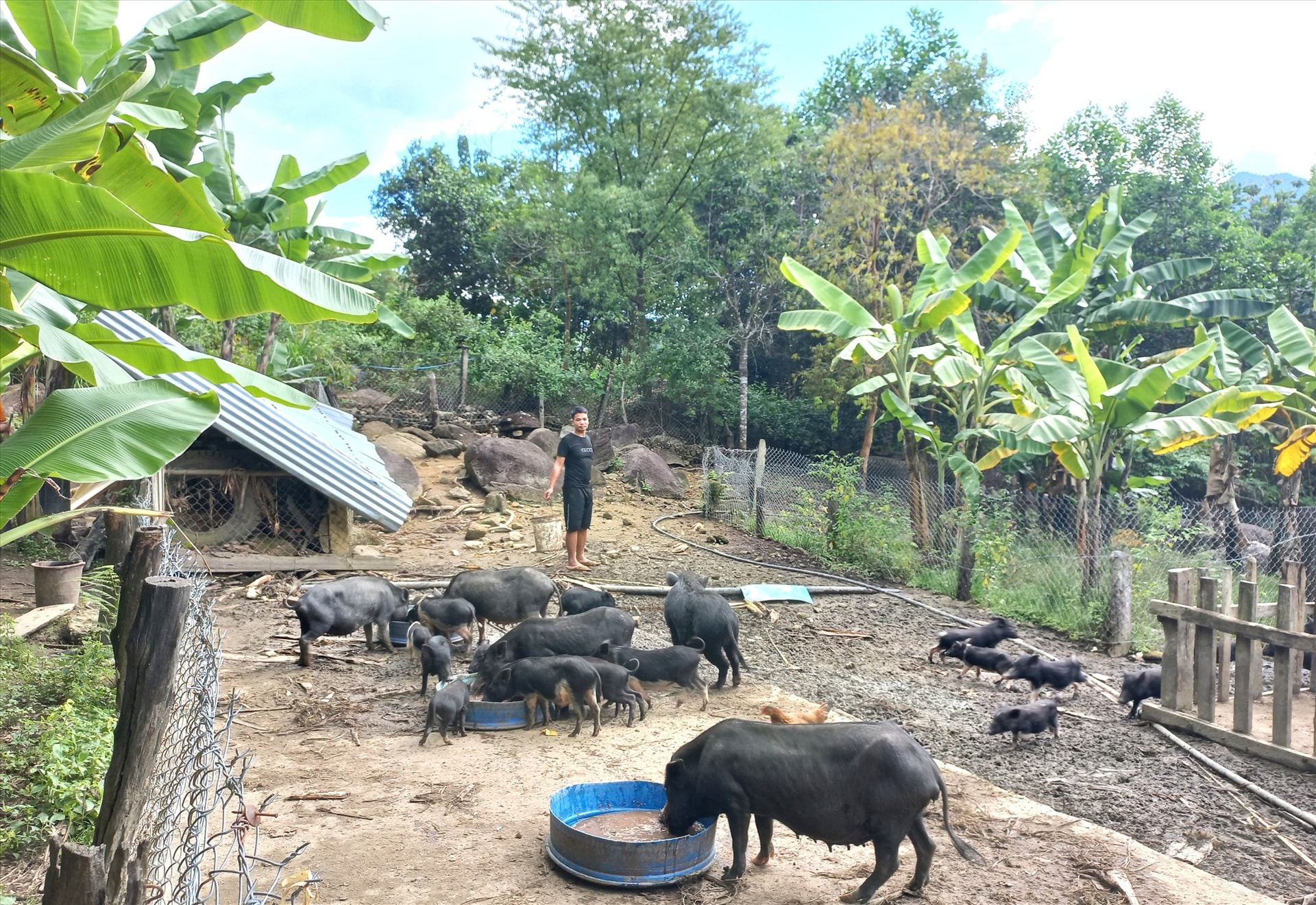 Trang trại nuôi heo cỏ địa phương của hộ A Lăng Tư (xã Mà Cooih). Ảnh: C.T