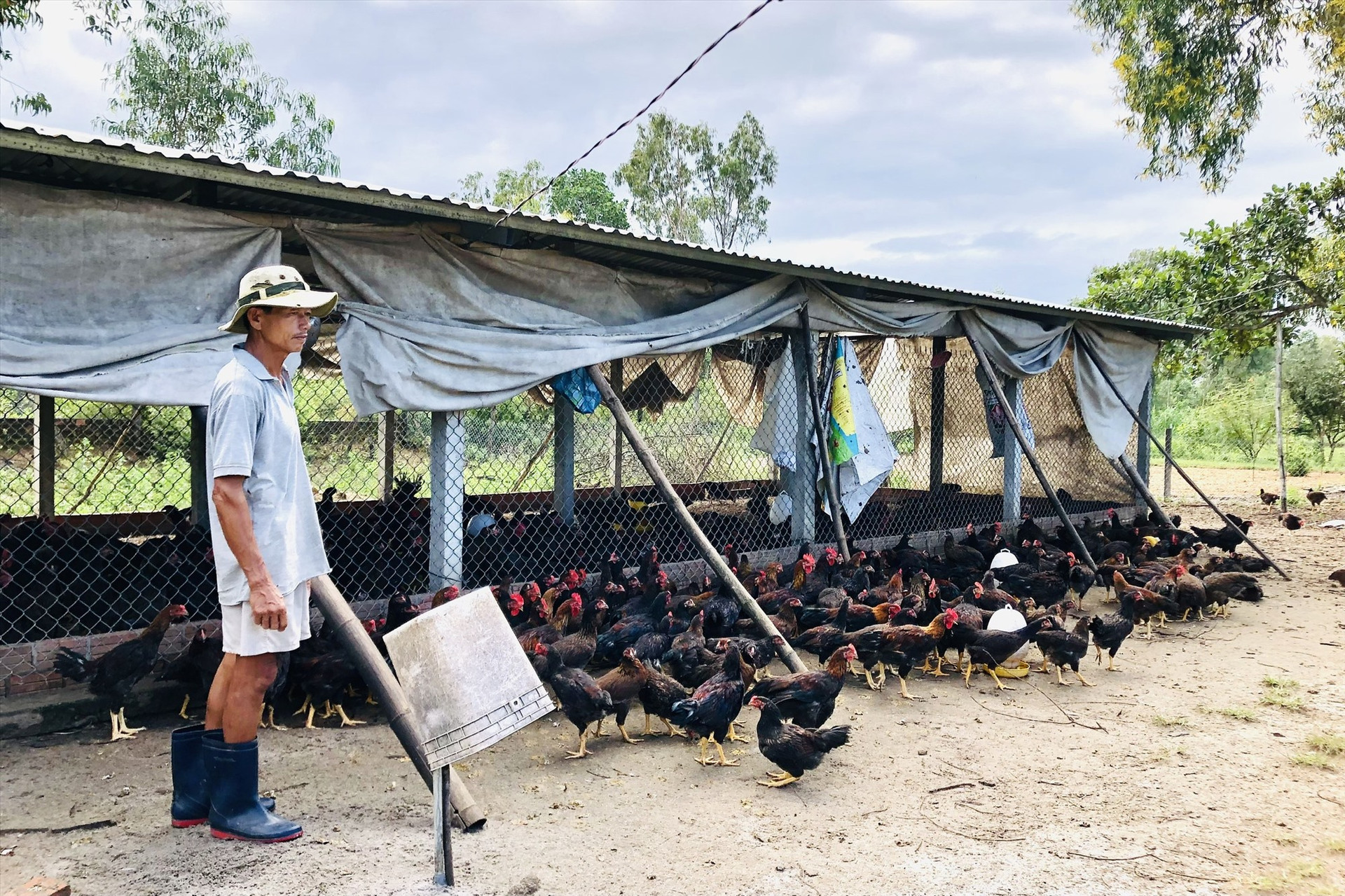 Mô hình chăn nuôi gà của ông Nguyễn Sơn tại thôn Thạch Tân, xã Tam Thăng. Ảnh: TN