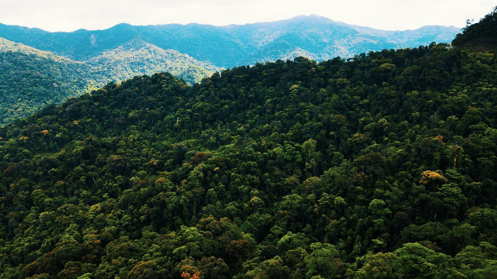 Từ nguồn tài chính chính sách chi trả dịch vụ môi trường rừng dồi dào, Quảng Nam đã  quản lý chặt chẽ các khu rừng đặc dụng trong những năm gần đây.