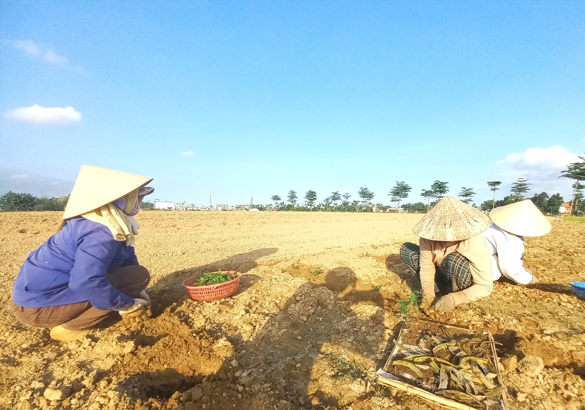 Nông dân Đại Lộc trồng ớt vụ đông xuân 2023-2024. Ảnh: KK