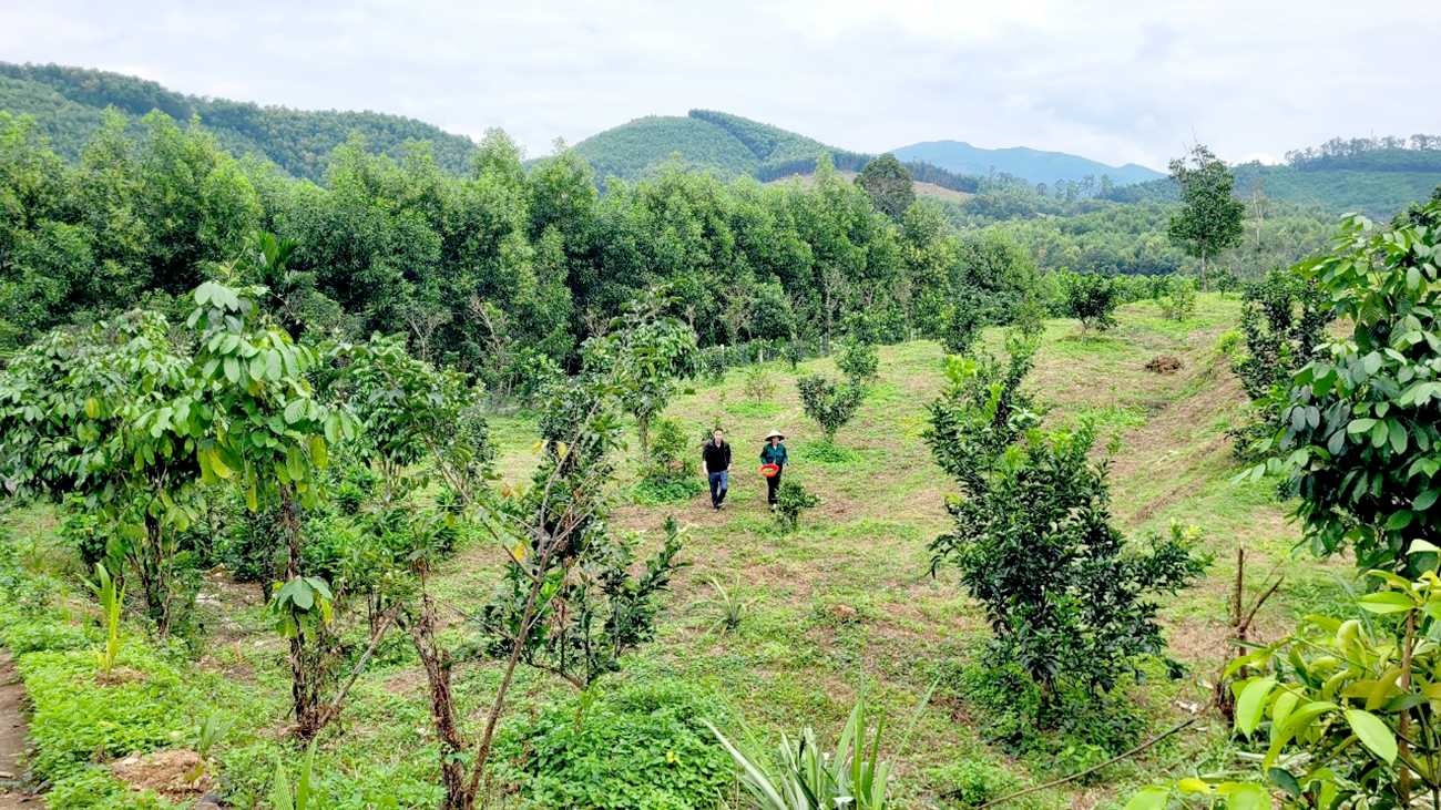 Nông dân Tiên Phước mạnh dạn đầu tư phát triển kinh tế vườn. Ảnh: L.V