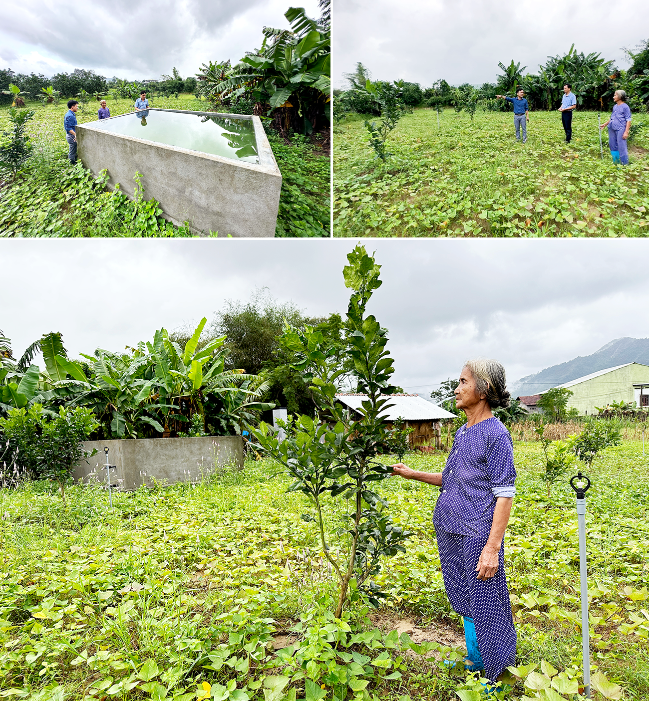Vườn cây trái của bà Nguyễn Thị Hương đang phát triển tốt. Ảnh: L.V