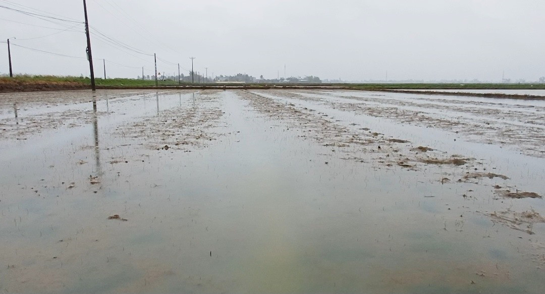 Nhiều diện tích lúa đông xuân mới gieo sạ của người dân xã Bình Trung bị ngập úng do mưa lớn kéo dài. Ảnh: N.Q