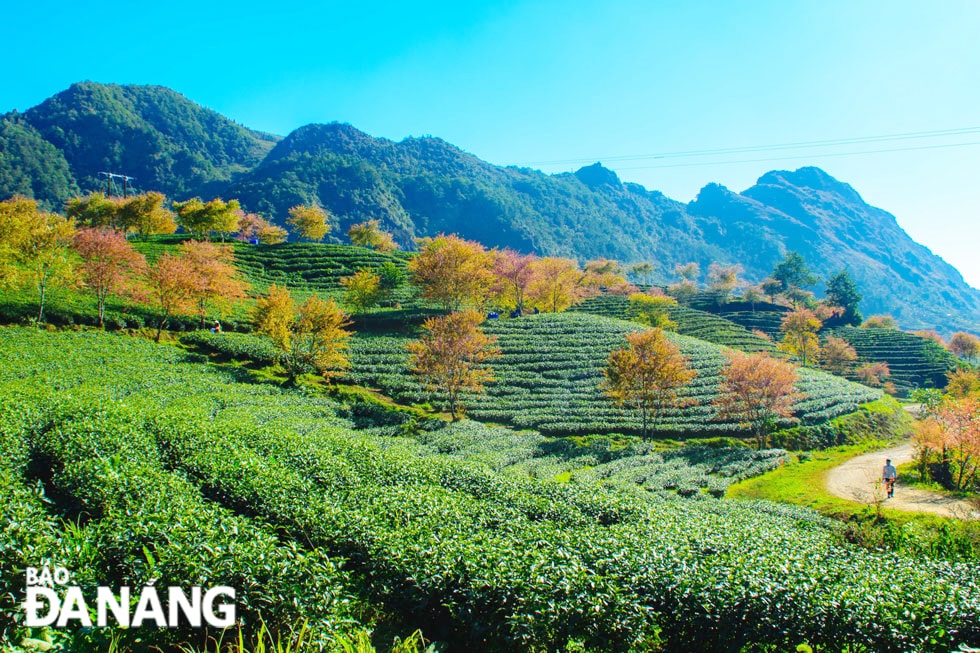Điểm khác biệt và ấn tượng nhất của đồi chè Ô Long đó là hàng dài những cây hoa anh đào (hay còn gọi là Hoa Tớ Dày) được trồng men theo lối đi quanh đồi chè, tạo nên bức tranh thiên nhiên đầy màu sắc vào mỗi dịp bung nở.