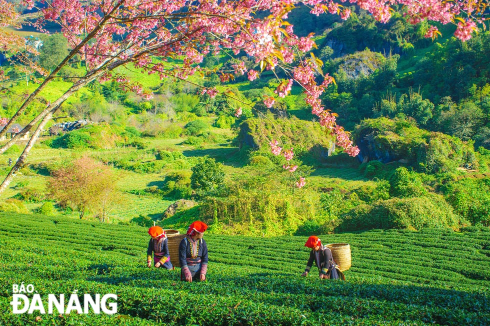 Thời gian để thực hiện chuyến hành trình khám phá vùng đất tươi đẹp này là vào khoảng tháng 12 đến tháng 1 dương lịch.