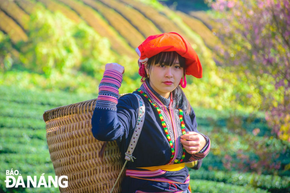 Từ sớm tinh mơ, trên đồi chè đã có đồng bào H’Mông ra chăm sóc cắt tỉa và thu hoạch cây chè. 