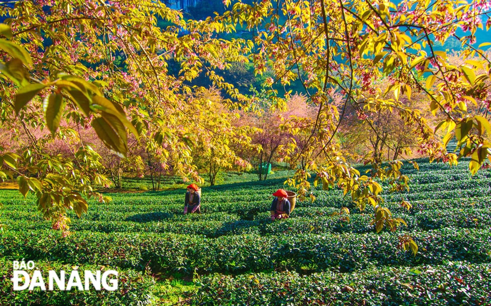 Nổi bật giữa màu xanh đồi chè ngút ngàn, màu hồng của hoa anh đào và màu lá non của cây mận rừng tạo nên một bức tranh thiên nhiên tuyệt đẹp.