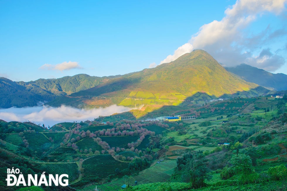 Ngắm bình minh toàn cảnh đồi chè và hoa anh đào được hòa quyện trong làn mây sớm lung linh huyền ảo.
