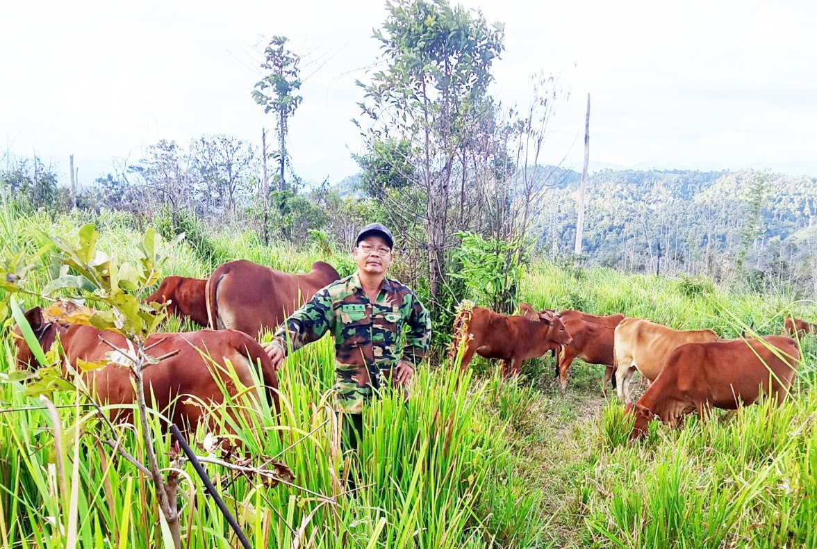 Ông Vui chăn bò ở ngã 3 Đông Dương. Ảnh: VĂN CHƯƠNG