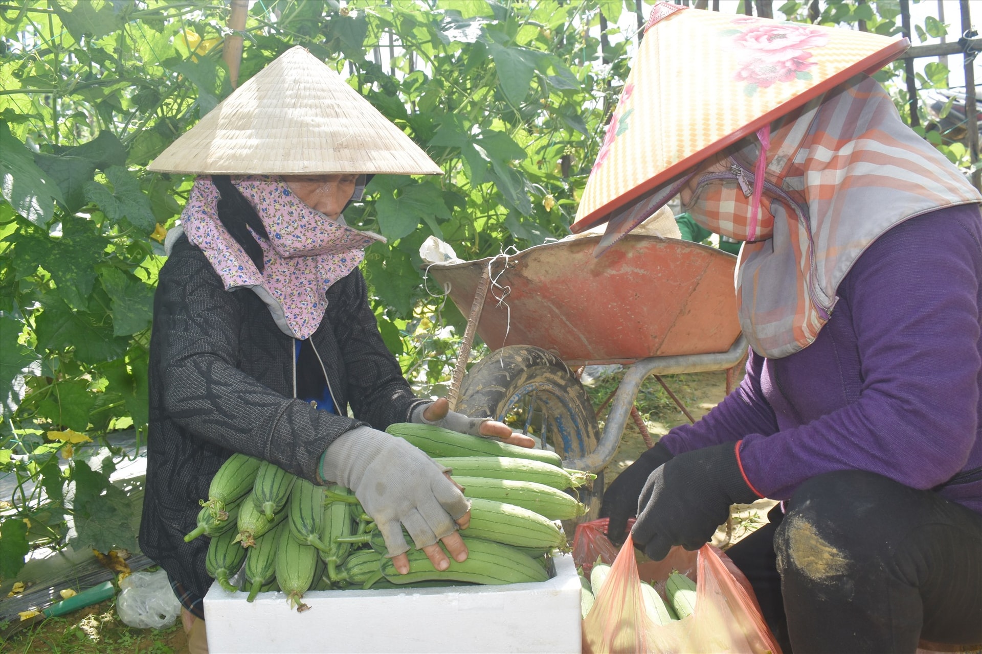 Thương lái thu mua mướp của người dân ngay trên cánh đồng. Ảnh: N,.Q