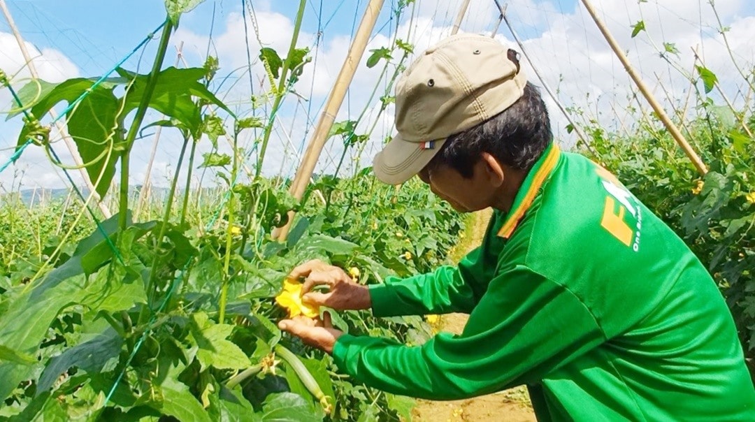 Thụ phấn bằng phương pháp thủ công giúp cây trồng đậu nhiều trái. Ảnh: N.Q