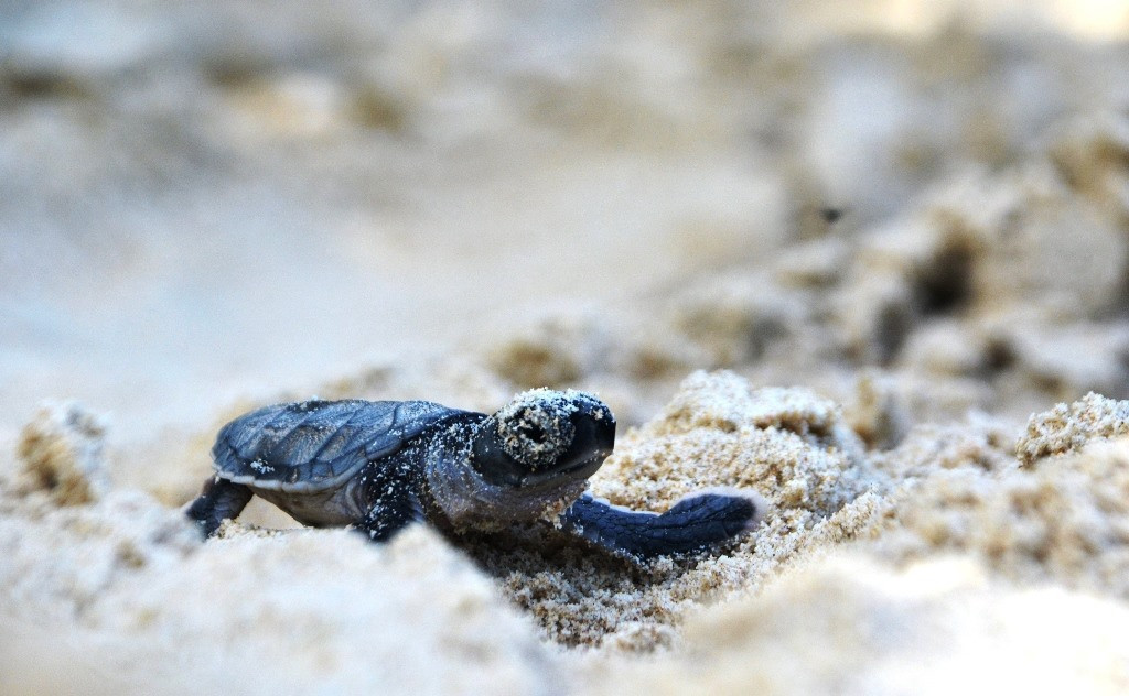 Rùa con được ấp nở tại Cù Lao Chàm sau đó thả về biển để tăng cường đa dạng sinh học. Ảnh: H.S
