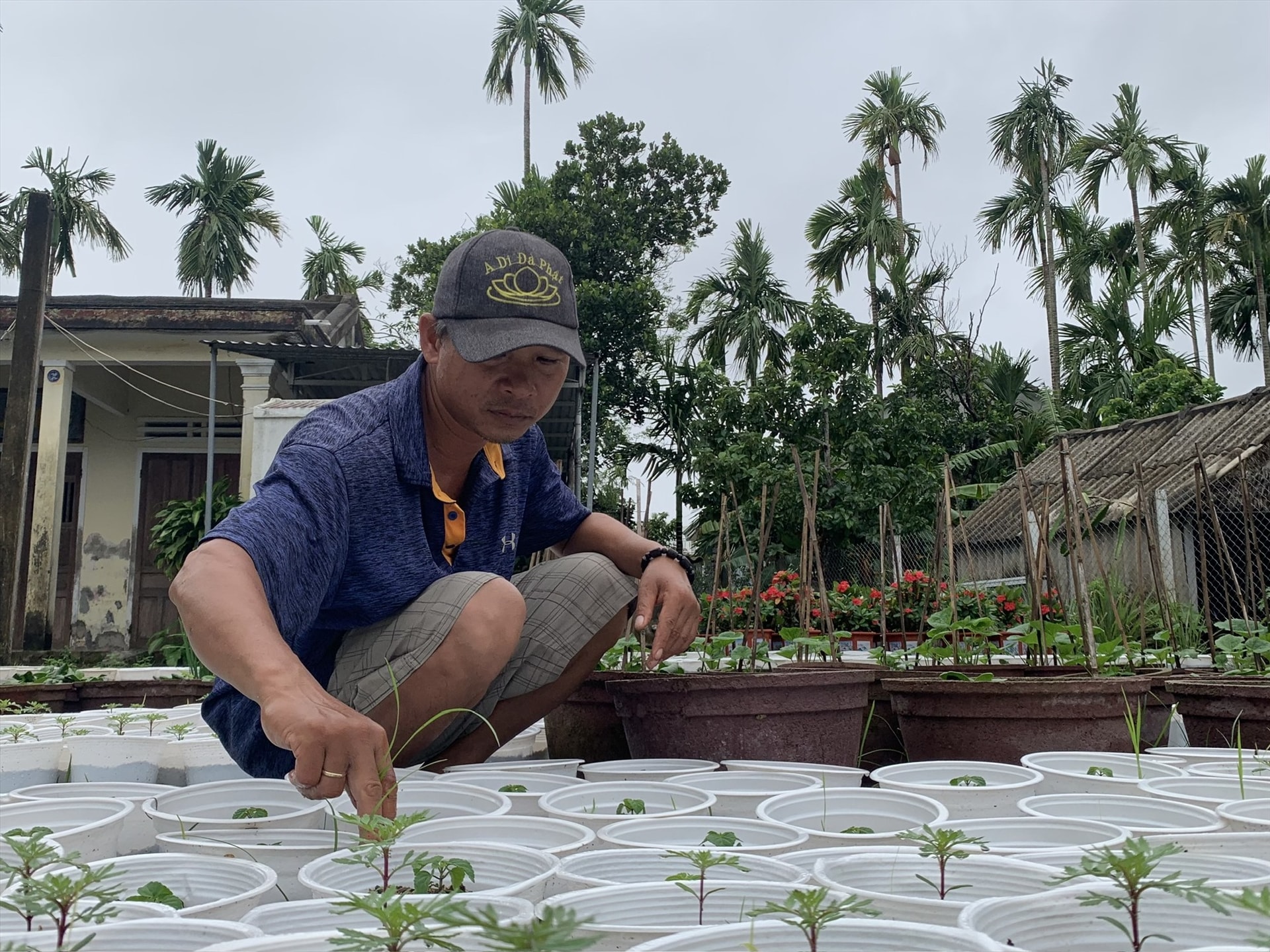 Ông Lê Anh Khoa (phường Cẩm Châu, TP.Hội An) chăm sóc những cây non cung cấp cho thị trường Tết 2024. Ảnh: M.K