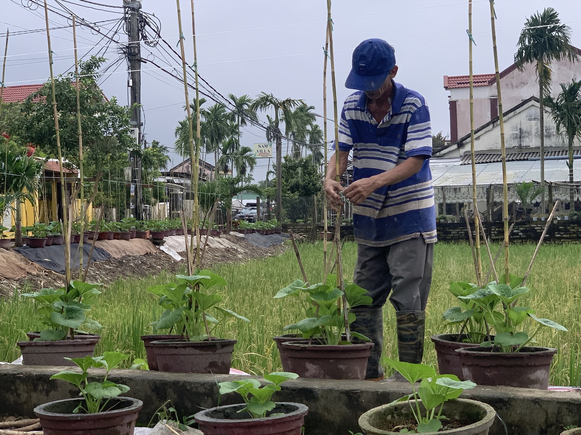 Giảm số lượng trồng để tập trung chăm sóc kỹ càng là cách các chủ vườn ứng phó với thời tiết. Ảnh: M.K