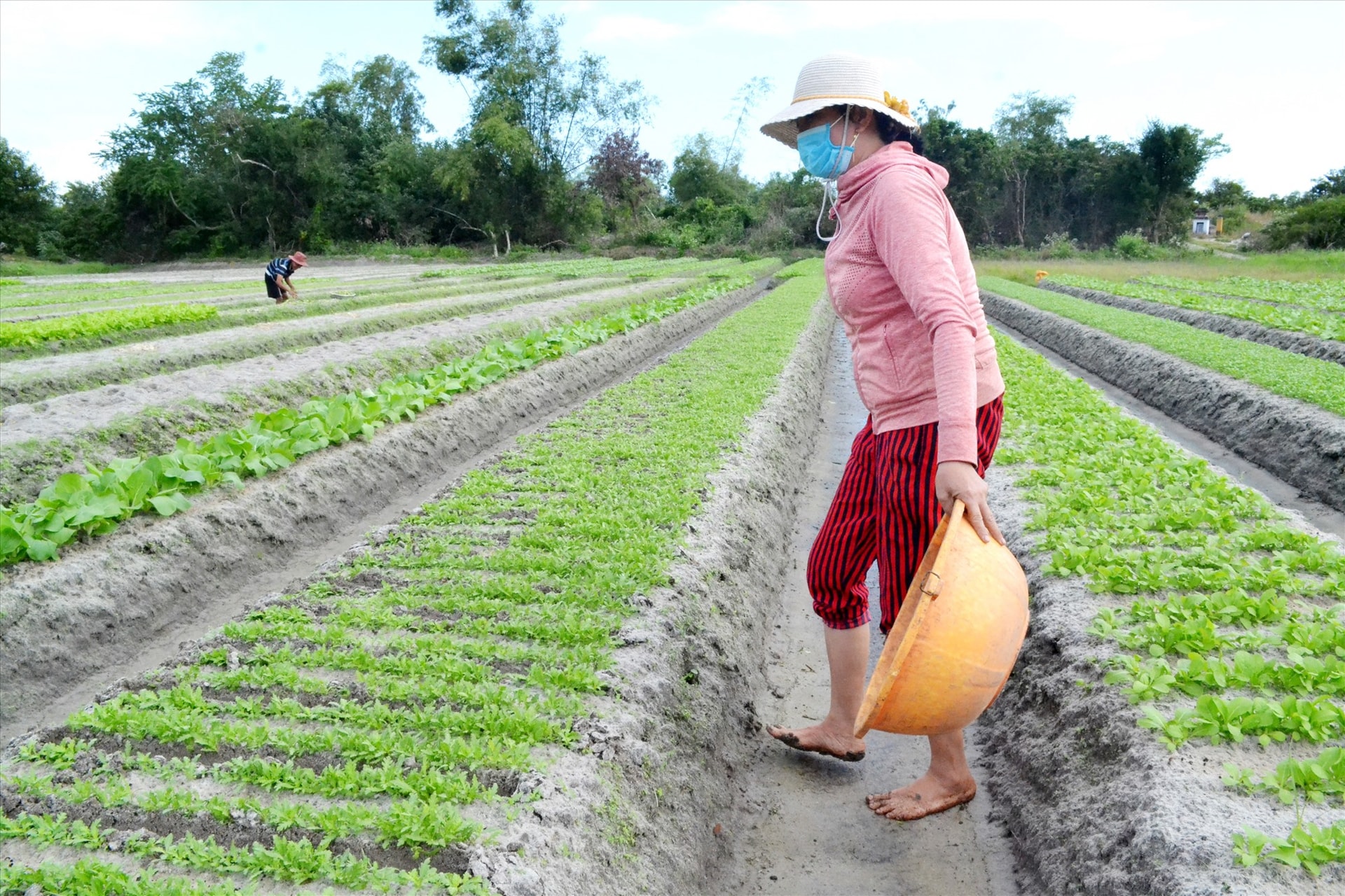 Sản xuất rau, quả an toàn trên địa bàn tỉnh cần được tiếp sức để phát triển sâu rộng. Ảnh: Q.VIỆT