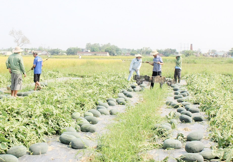 Giá trị sản xuất nông nghiệp năm 2023 của Phú Ninh tăng 5,43% so với cùng kỳ năm 2022. Ảnh: N.Đ