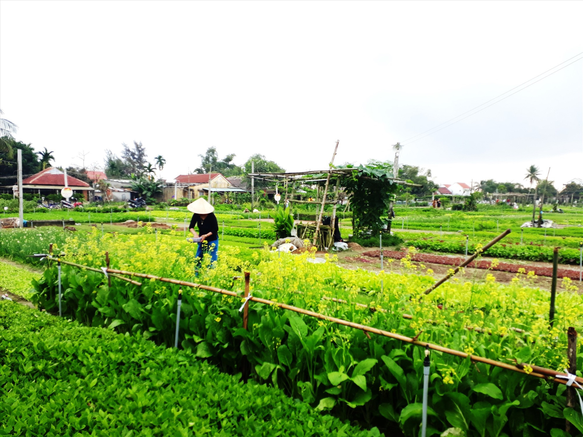 Làng rau Trà Quế, xã Cẩm Hà được khuyến khích áp dụng quy trình trồng trọt theo tiêu chuẩn VietGap.