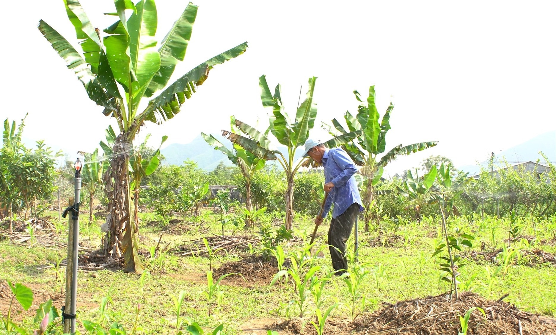 Nghị quyết phát triển kinh tế vườn - kinh tế trang trại đi vào đời sống. Ảnh: MINH THÔNG