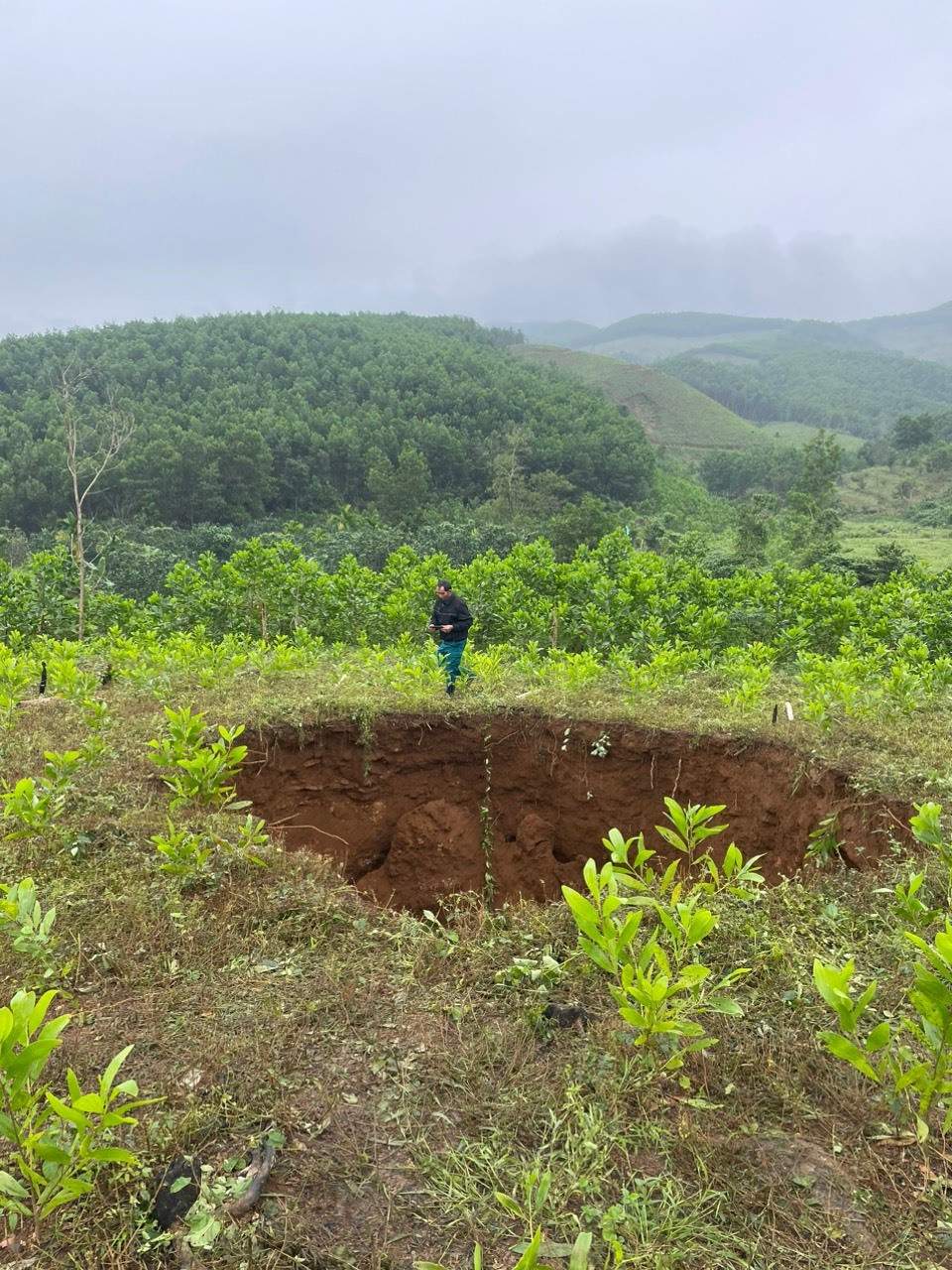 Vị trí hố sâu hơn 10m xuất hiện trên đất trồng rừng keo tại xã Tiên Hiệp.