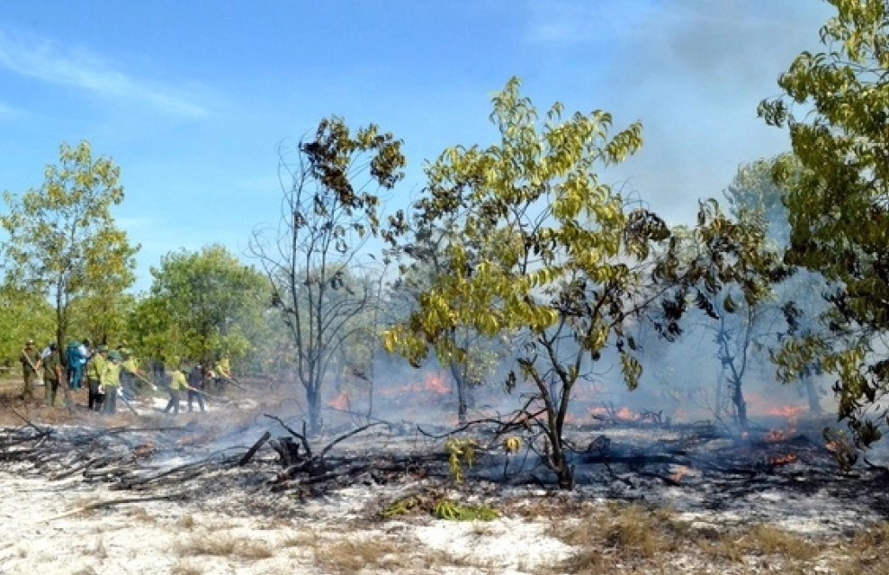 Cháy rừng trồng thường xảy ra ở các xã vùng Đông . Ảnh: Đ.H