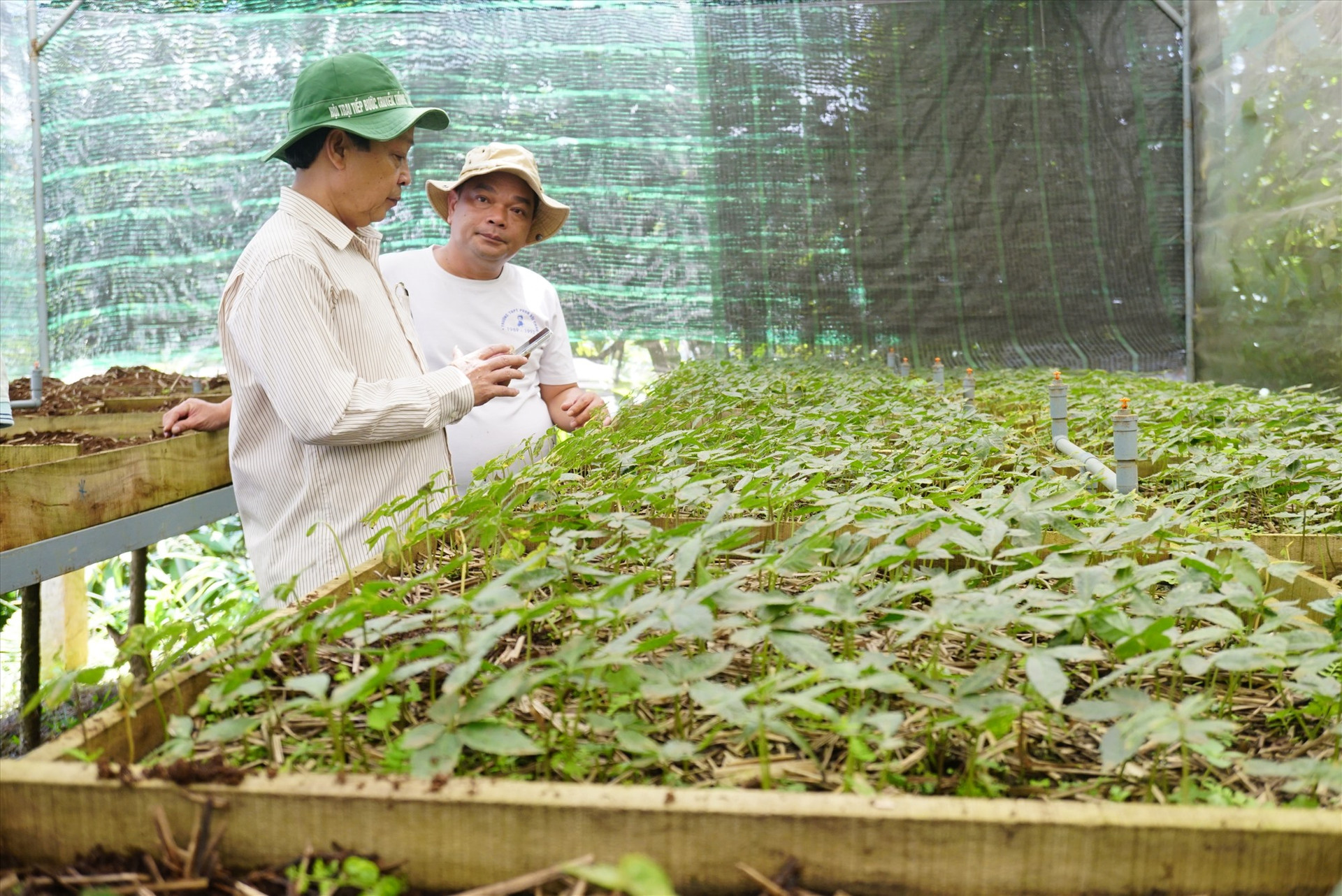 Vườn sâm giống của Trung tâm Phát triển sâm Ngọc Linh và dược liệu Quảng Nam. Ảnh: HOÀNG VƯƠNG