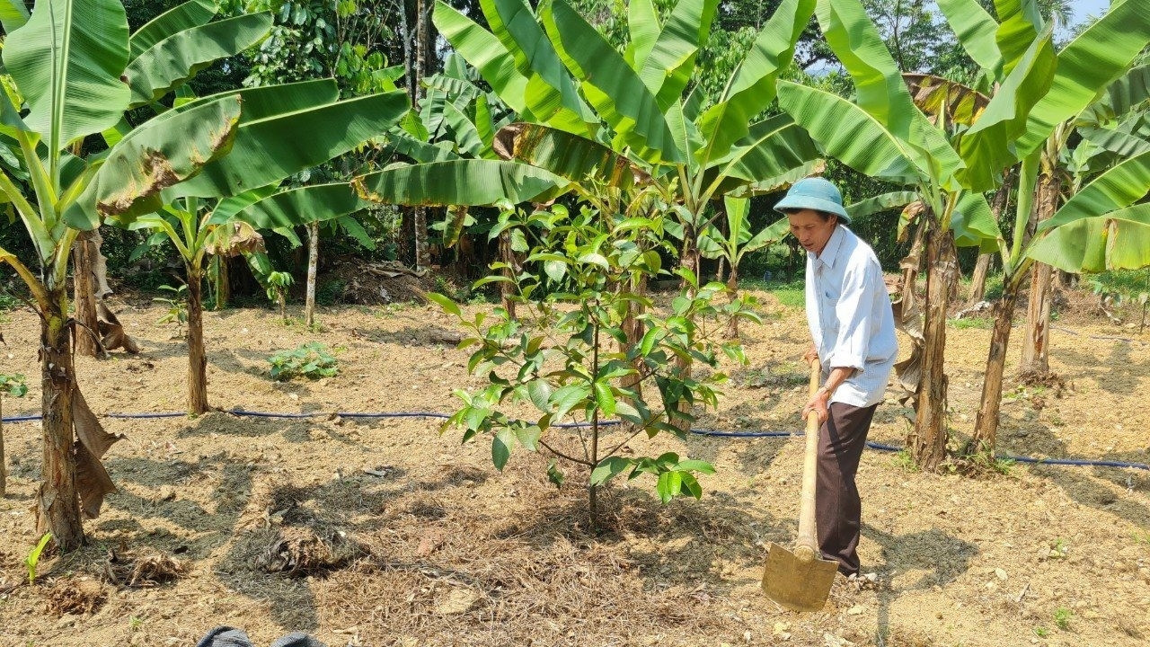 Kinh tế vườn đang được nhân dân Tiên Phước phát triển mạnh. Ảnh minh họa: D.L