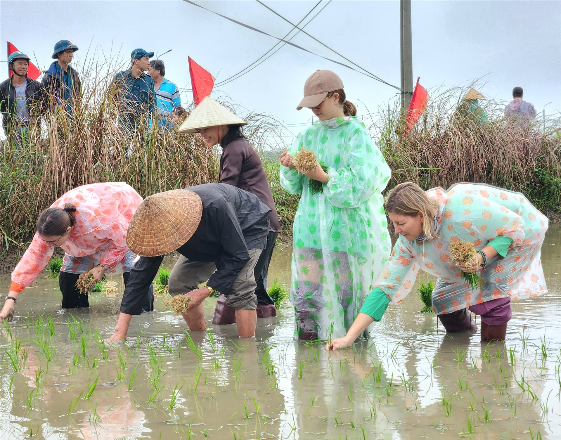 Khách quốc tế trải nghiệm cấy lúa tại lễ hội xuống đồng Cẩm Châu (TP.Hội An) 2024. Ảnh: Q.T