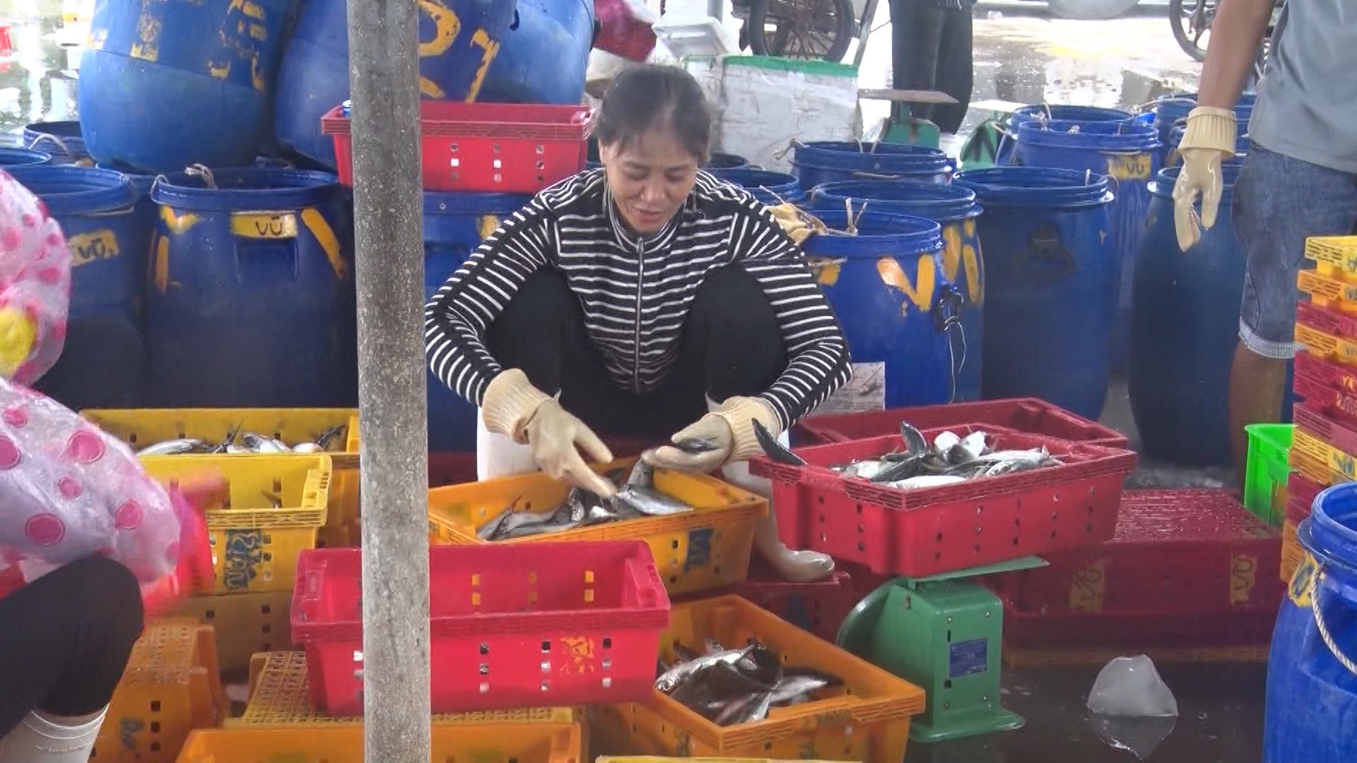 Ảnh Tiêu thụ hải sản tại cảng cá Tam Quang Ảnh Văn Phin